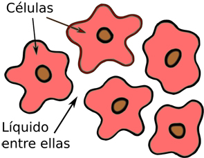 células y líquido extracelular